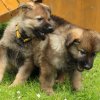 Amica und Aron