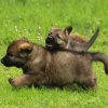 Aron und Antonia