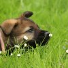 Antonia und die Gänseblümchen