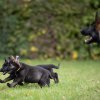 Chinook & Chewbacca mit Blow