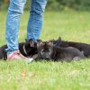 Chinook, Chewbacca und Cooper - 7 Wochen alt