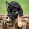 Cooper (Herr Blau) - 7 Wochen alt