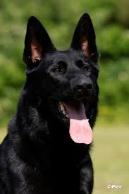 Duke vom Peiner Burgpark