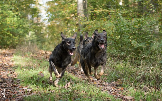 Achtung - wir kommen!!! Blow & Quickie & Luder - Oktober 2019