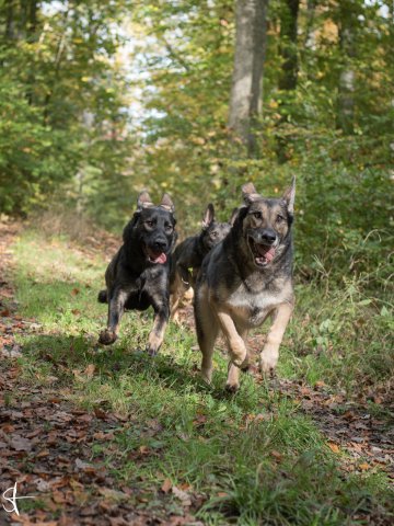 Achtung - wir kommen!!! Luder & Blow & Quickie - Oktober 2019